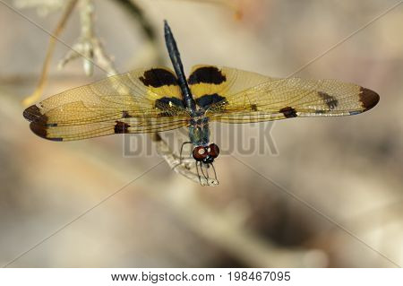 Image of a rhyothemis phyllis dragonflies on a tree branch. Insect Animal