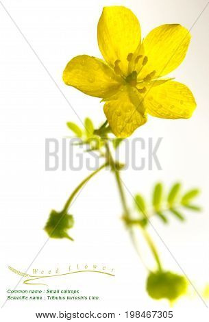 Yellow Flower Of Small Caltrops Weed, Isolated Flower On White Background