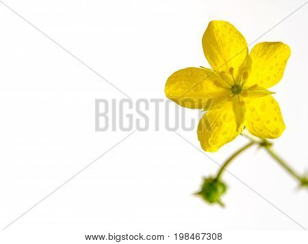 Yellow Flower Of Small Caltrops Weed Isolated On White Background