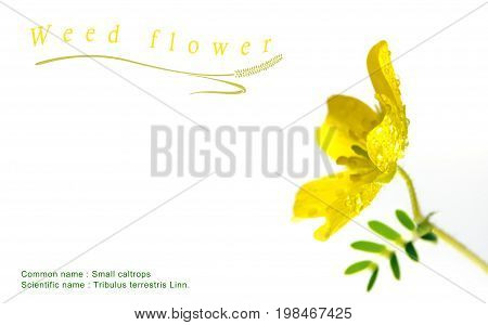 Yellow Flower Of Small Caltrops Weed, Isolated Flower On White Background