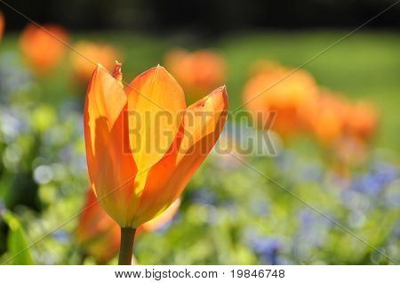 Orange tulip