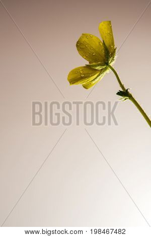 Yellow Flower Of Small Caltrops Weed