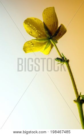 Water drop on petals of small caltrops weed, Yellow flower