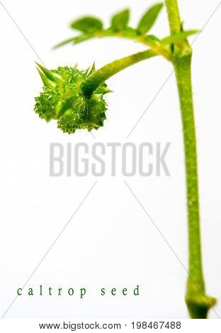 Small Caltrops Weed  Isolated On White Background