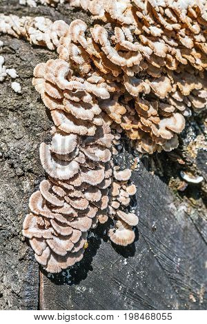 Inedible mushroom Melanistic ordinary ( lat. Schizophyllum commune ) has medicinal properties. Berdsk Novosibirsk oblast Siberia Russia August