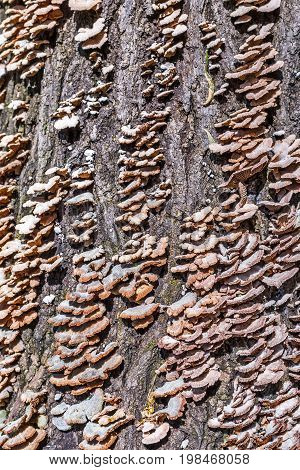 Inedible mushroom Melanistic ordinary ( lat. Schizophyllum commune ) has medicinal properties. Berdsk Novosibirsk oblast Siberia Russia August
