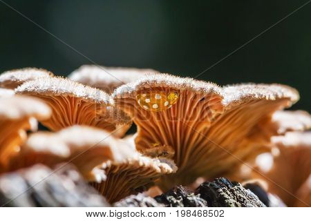 Inedible mushroom Melanistic ordinary ( lat. Schizophyllum commune ) has medicinal properties. Berdsk Novosibirsk oblast Siberia Russia August