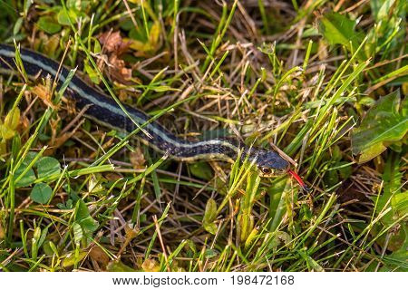 Eastern Ribbon Snake (Thamnophis sauritus) in the grass with forked tongue out