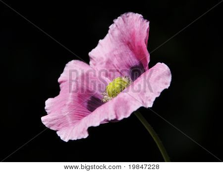 En pink Valmue