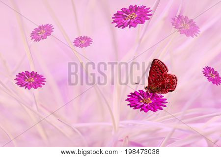 Abstract, artistic image. Red butterfly on purple flower, tsiniya on the delicate pink grass