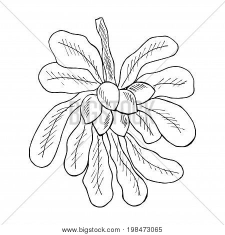Shea tree nuts plant, berry, fruit natural organic butter ingredient. Hand drawn ink sketch illustration. Treatment, cosmetics, food ingredient. Isolated.