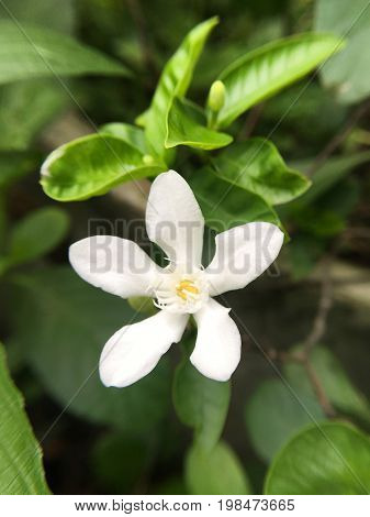 white Wrightia antidysenterica flower in nature garden