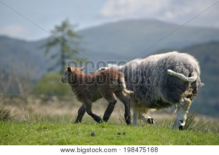Sheep and lambs above Elterwater, English Lake District