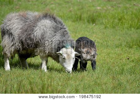Sheep and lambs above Elterwater, English Lake District