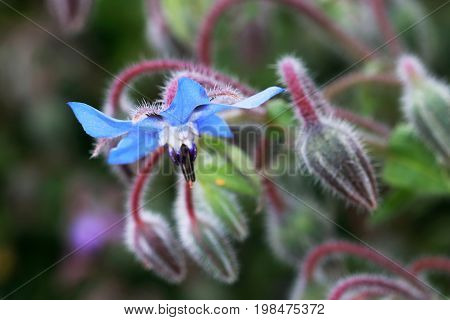 The edible flower Borago officinalis. Borage also known as a starflower