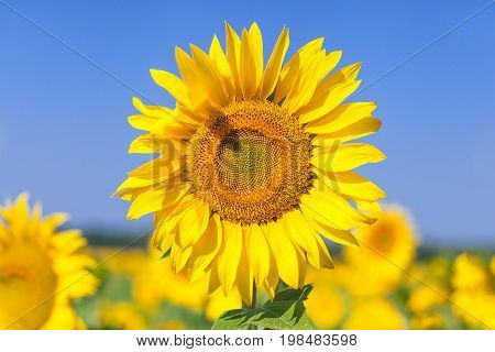 A close-up of a single bright yellow sunflower on a sunflower field the background is blurred a field of yellow flowers
