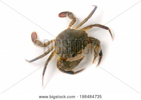 edible alive crab isolated on a white background.