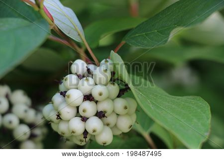 White Svidina - Poisonous White Berries And Green Bush Leaves