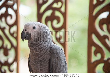 Beautiful African Gray Parrot  The smartest bird in the world