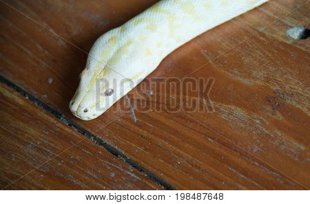 Gold python snake head On wooden floor