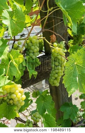 green grapes haning uvae pallium suum with wood
