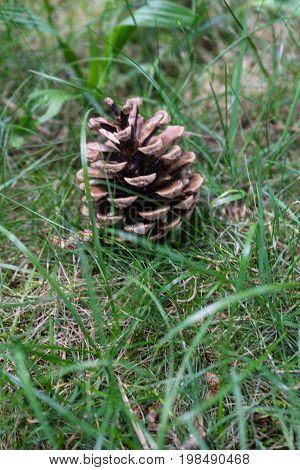 pinecone laying in the grass pineis side view