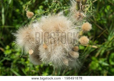 dandelion taraxcum ruderalia blooming pollen allergy flu