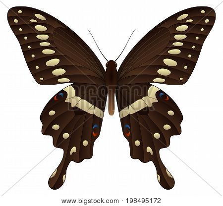 Papilio thoas or the king swallowtail isolated on a white background. Vector 3D illustration