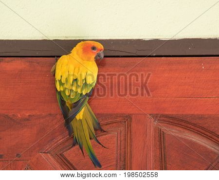 Beautiful yellow parrot (Sun Conure) image on a wooden door.