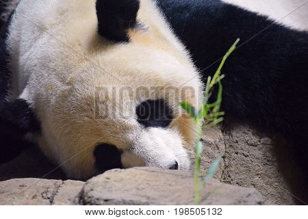 Closeup of panda bear lying on its belly staring at a bamboo sprig.