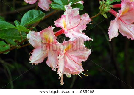 Rhododendron