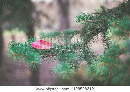 Nature autumn background of red leaf on pine tree