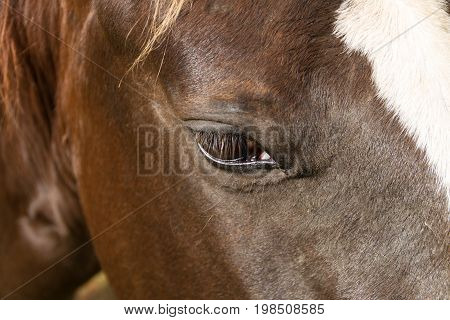 Close-up Of Horse Head With Eye