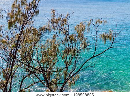 Ocean Seen Through Tree Branches