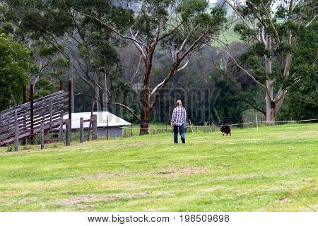 Woman walking her dog on a farm in Australia crossing a paddock towards distant buildings and eucalyptus trees in New South Wales