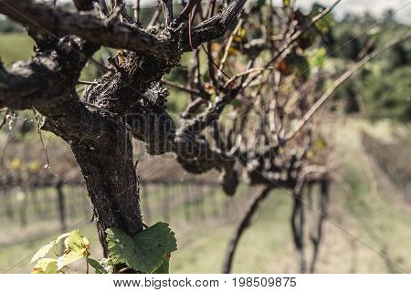 Trellised vine on the Ocean View Winery Australia in autumn with a view down a row of vines in receding perspective in a wine making concept