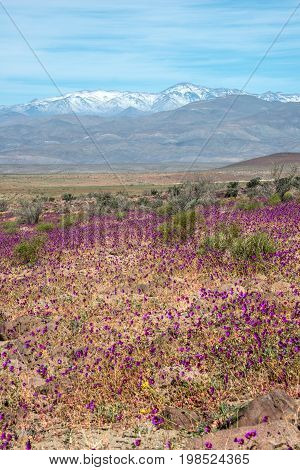 Flowering Desert (spanish: Desierto Florido) In The Chilean Atacama. The Event Is Related To The El