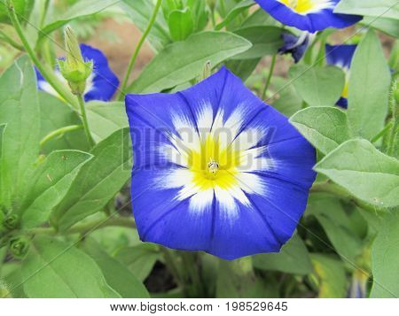 A blue flower in the garden. Convolvulus and green leaves. Floral background
