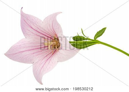Rose Flower Of Platycodon (platycodon Grandiflorus) Or Bellflowers, Isolated On White Background