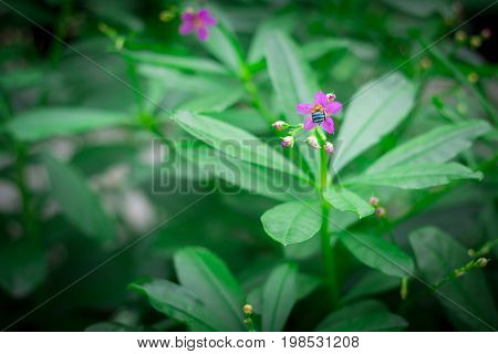 Little purple flowers in the green garden