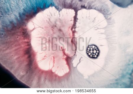 Abstract artistic image of colorful splash similar to neoformation of brain scan. Watercolor gradient of blue and dirty pink colors on white background