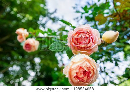 Beautiful Garden Rose In The Garden