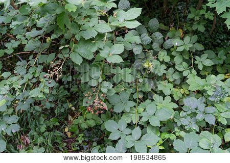 wild raspberrys rubus idaeus on a green bush close up photo