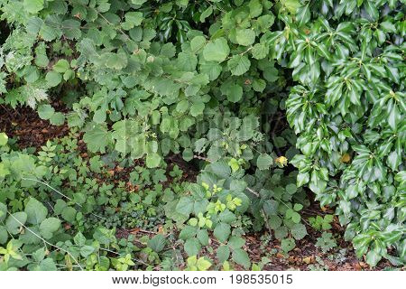 wild raspberrys rubus idaeus on a green bush close up photo