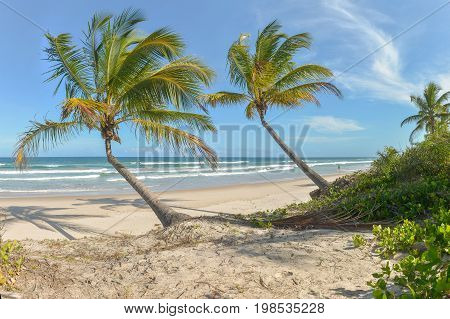 Impressive Paradise Beach At The Itacare Bahia Brazil