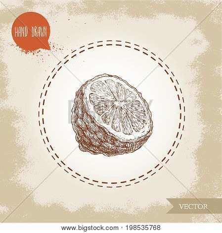 Hand drawn sketch style half cut of bergamot fruit. Kaffir lime vector illustration. Organic food. Citrus on vintage background.