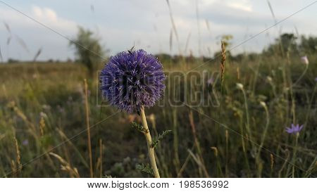 Echinops on a meadow. Echinops violet flower. Bugs on the violet sphere of a plant. Summer meadow flower
