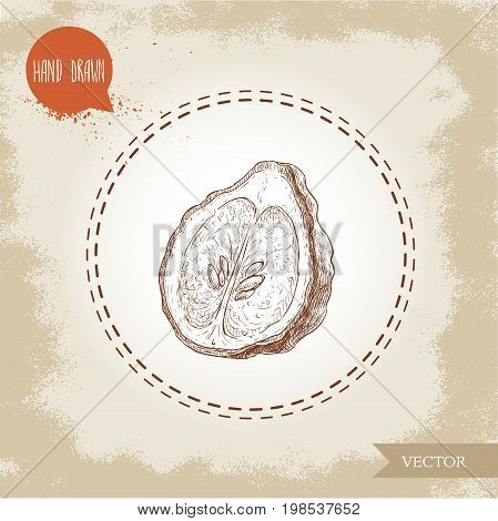 Hand drawn sketch style half cut of bergamot fruit with seeds. Kaffir lime vector illustration. Organic food. Citrus on vintage background.