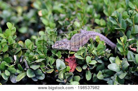 Lizard lying on the leafs of shrub