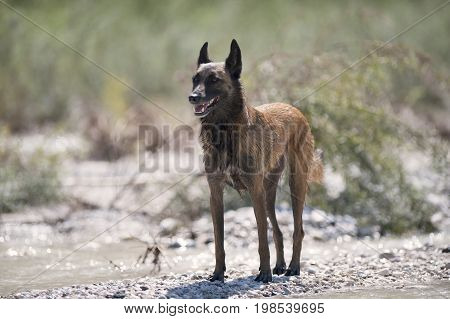 Belgian Sheepdog Malinois standing on the beach and guarding on a sunny summer day. He is relaxed but his ears are up listening what is around him.